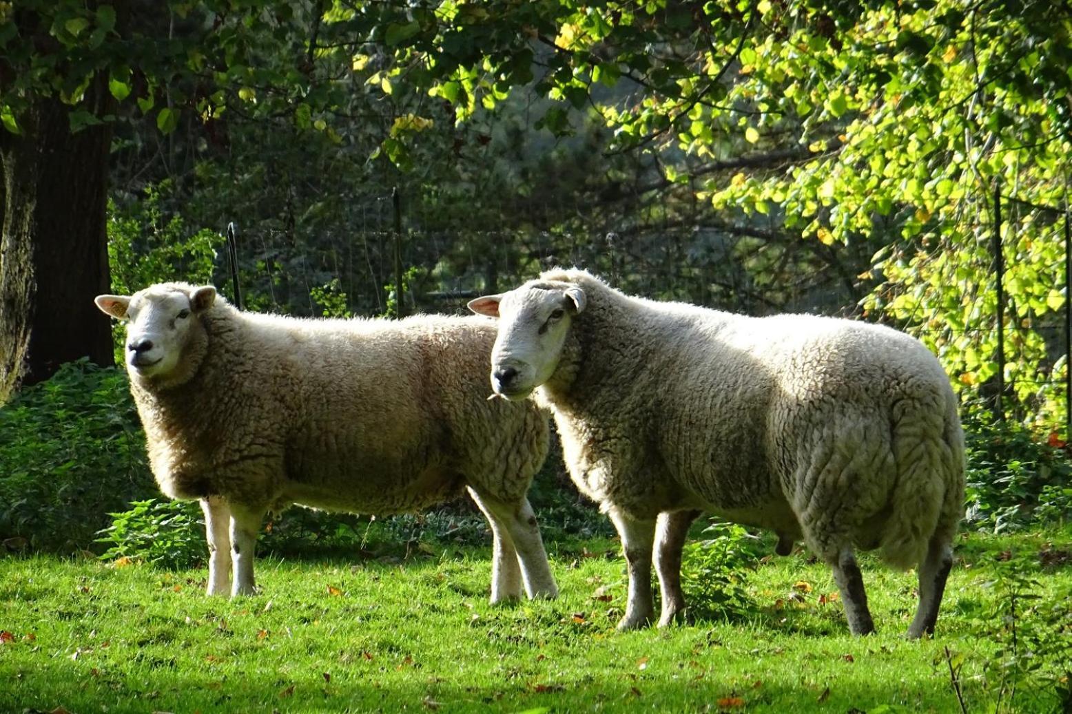 Aux Bois Dores De La Ferme De Sorval, Animaux De La Ferme, Fitness Selvigny Εξωτερικό φωτογραφία